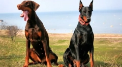 Doberman pinscher (фото): сите за карактеристиките на несебично посветен сопственик на раса