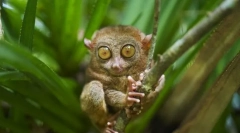 Филипински доли