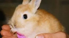 Домашни зајаци