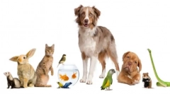 Домашни миленици кои треба да имаат ако кучето и мачката веќе имаат