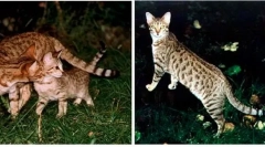 Домашни мачки добиени од диви колеги