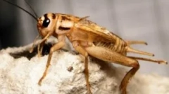 Домашни перничиња: што изгледа животот и изгледа