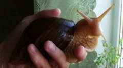 Полжави: грижа и содржина на невообичаено милениче