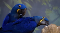 Домашни папагали, 10 најдобри папагали домашни раси