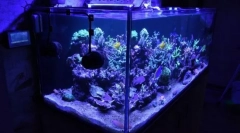 Домашен аквариум