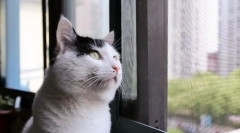 Домашна shorthair cat