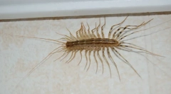 Дома mukholovka: запознавање со соседите