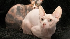 Дон сфинкс (слики): вид и разиграна мачка без облека