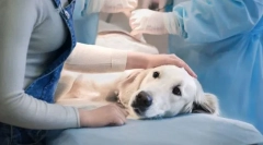 Предности и недостатоци на стерилизација