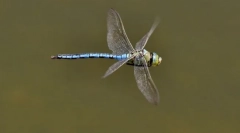 Мортнер-император