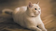 Кат обука: подгответе дома уметник