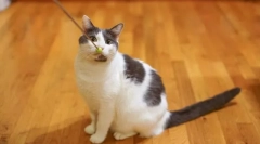 Обука на мачки