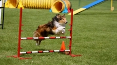 Обука за надминување на пречките