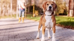 Обука за кучиња дома: тајни за успех