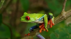 Дрвена жаба