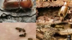 Шумски во дрвена куќа и како да се ослободите од нив