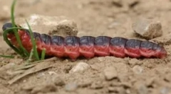 Прекрасен без мирис и штета, воспалено