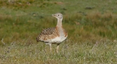 Bustard