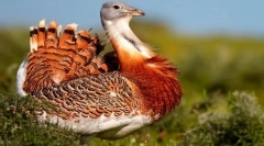 Капки. Семејство на птици