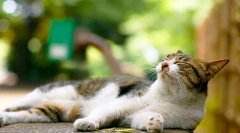 Зарачки за мачки: сведоштво и контраиндикации на лекот