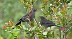 Дрозд (слика на живина): шумски пејач со богат репертоар