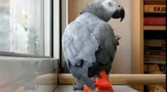 Pernate и поп-ѕвезда дует: видео каде што папагалот пее песна ani lorak