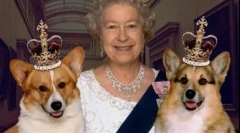 Двојни прекари за кучиња, руски и странски