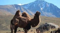 Двогорлив камила