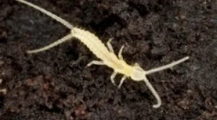 Два 2. Опис и начин на живот