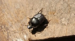 Двословен калиан