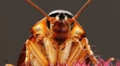 Оџаци од лебарки