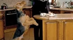 Елена малишева и нејзиното куче - посветен куче чарлс