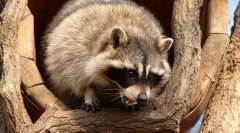 Raccoon опис и начин на живот