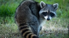 Raccoon stroskun (фото): љубопитни животни fidget