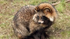 Ретното куче: диви и дома