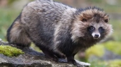 Повторно куче