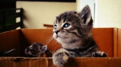 Ако нашол маче на улица