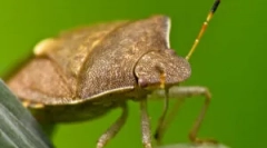 Природни непријатели klopov