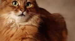 Eukanuba: говеда за најквалитетни мачки