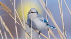 Европска бела лазаровка