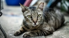 Европски shorthair cat