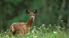 Европски роуз