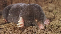 Европски крт