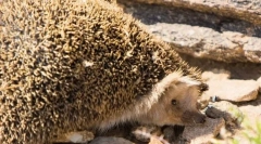 Еже даурски