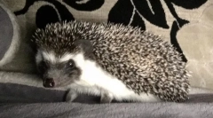 Hezhi: опис каде живее, живеалиште, начин на живот