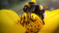 Факти за пчели