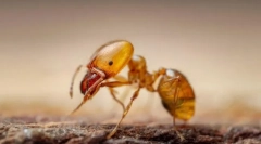 Фараон мравка