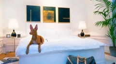 Фараон куче: енергетски куче за лов и посветен домашен омилен