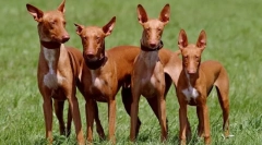 Фараон куче