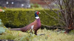 Pheaganov. Семејство на птици